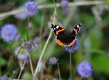 Red admiral butterfly on field scabious  - Amy Lewis